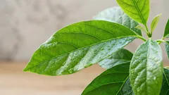 Mijn zelfgekweekte avocado: kweekervaring en verzorgingstips